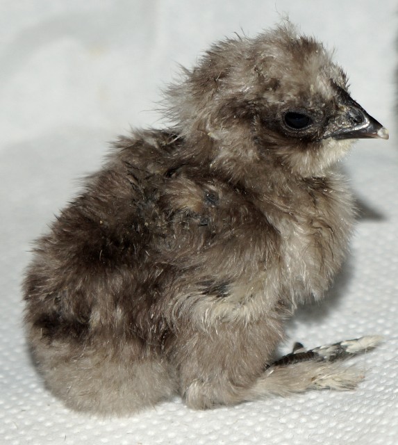 First-hatched-2015-09-13-two-days-old-2015-09-15-1