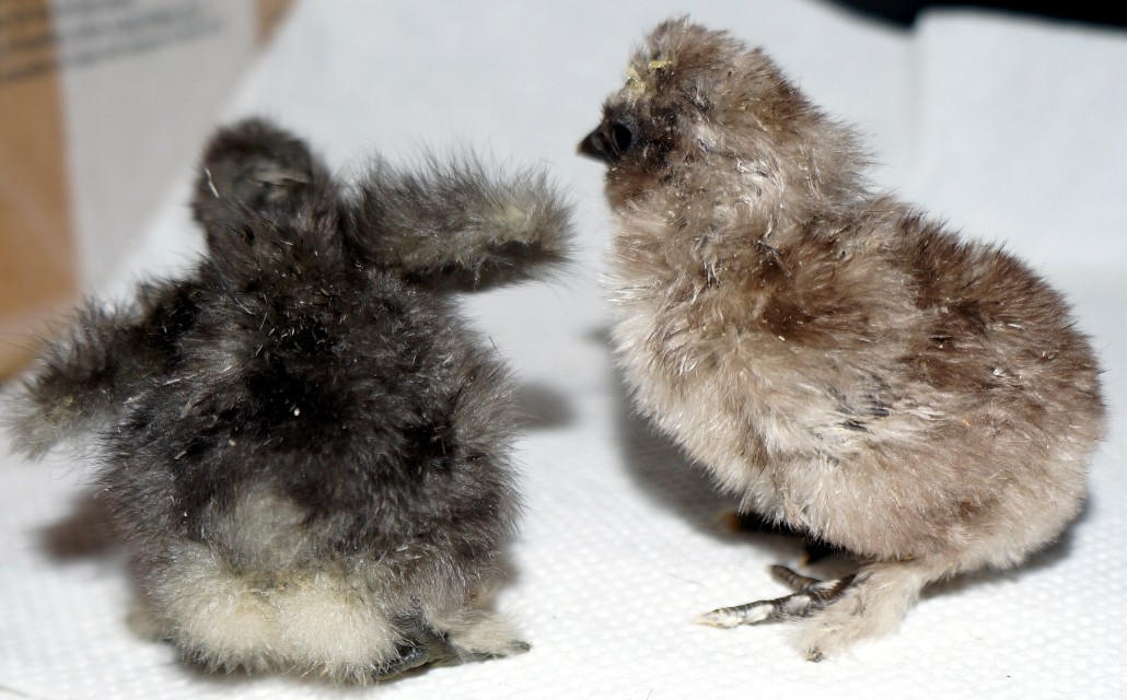 First-hatched-2015-09-13-two-days-old-2015-09-15-2